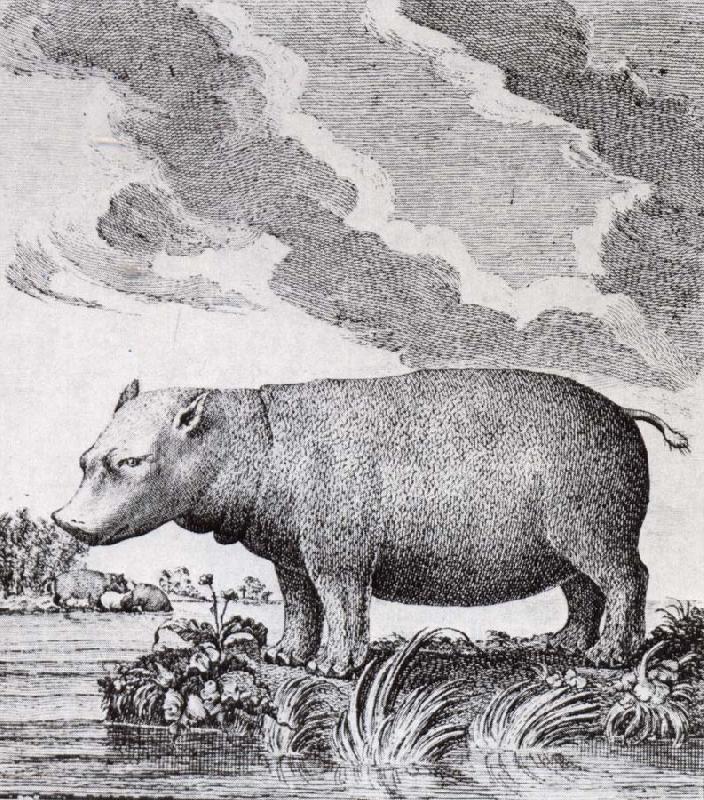 unknow artist hippopotamus,flodhasten eller sjokon,som den ocksa kallades Norge oil painting art